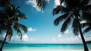 Tropical Beach Turquoise Water Palm Trees Silhouette