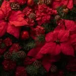 Vibrant Red Poinsettia Flowers and Pine Cones