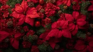 Vibrant Red Poinsettia Flowers and Pine Cones