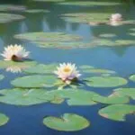 Water Lilies Reflection