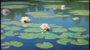 Water Lilies Reflection