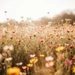 Wildflower Field Spring Colors Sunny Day